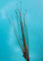 Vrsta Eleocharis uniglumis (Link) Schult., lokalitet Rečice (FOTO J. Topić) Card image cap